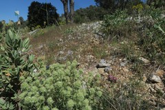 Pseudophilotes panoptes