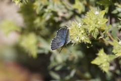 Pseudophilotes panoptes