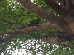 Callosciurus notatus