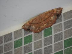 Chorodna ochreimacula