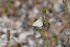 Polyommatus celina