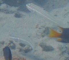 Valenciennea muralis