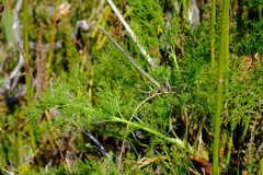 Notobubon sonderi
