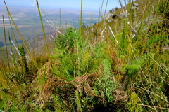 Notobubon sonderi
