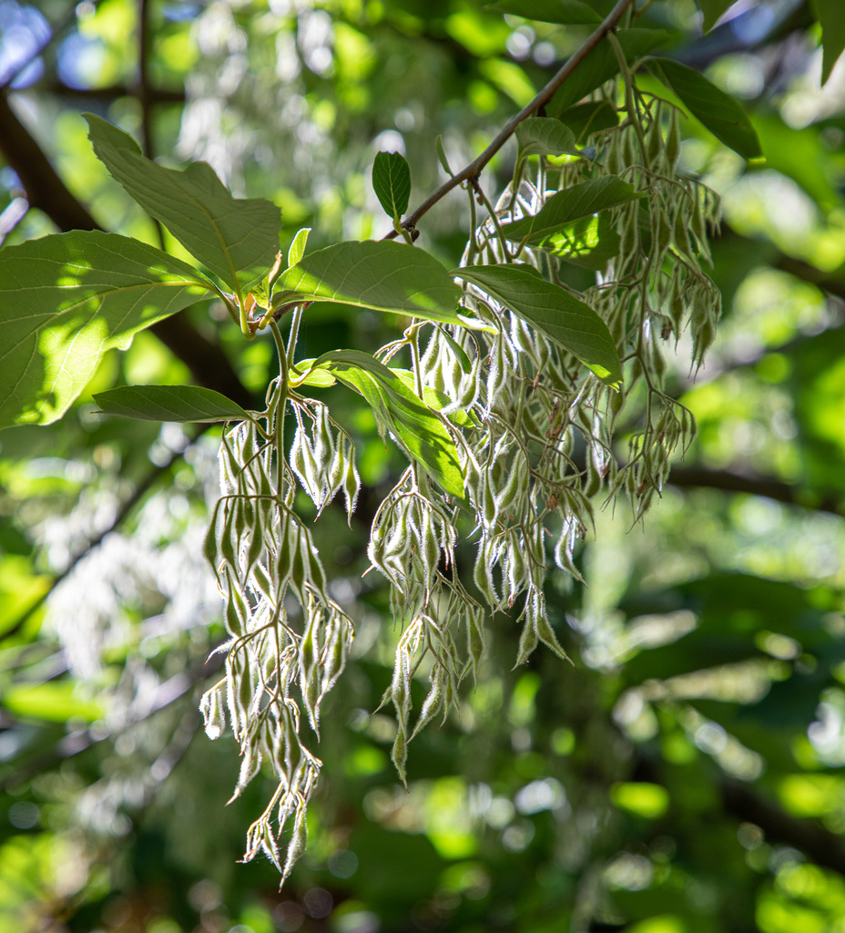 Pterostyrax psilophyllus