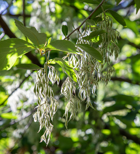 Pterostyrax psilophyllus