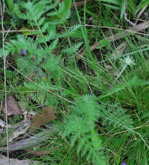 Chaerophyllum eriopodum