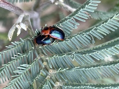 Calomela curtisi