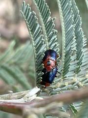 Calomela curtisi