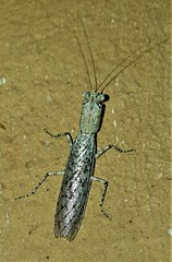 Tarachodes sanctus
