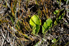 Gerbera tomentosa