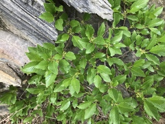 Rhamnus pumila
