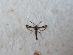 Chamaesphecia bibioniformis
