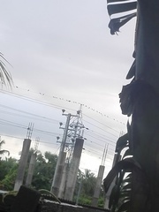 Corvus splendens protegatus