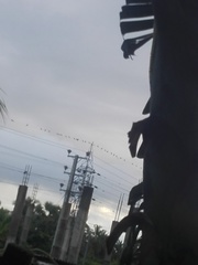 Corvus splendens protegatus