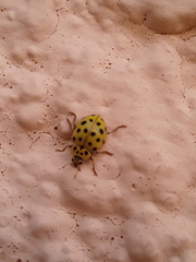 Psyllobora vigintiduopunctata