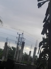 Corvus splendens protegatus