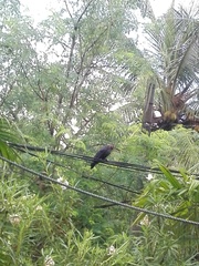 Corvus splendens protegatus