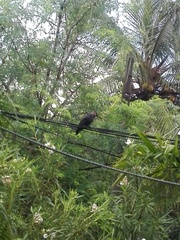 Corvus splendens protegatus