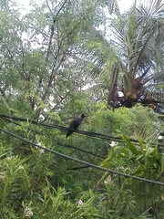 Corvus splendens protegatus