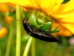 Melanactes densus