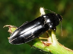 Melanactes densus