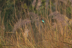Halcyon smyrnensis