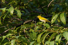 Zosterops palpebrosus