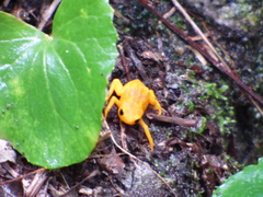 Brachycephalus ephippium