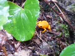 Brachycephalus ephippium