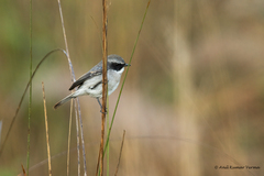 Saxicola ferreus