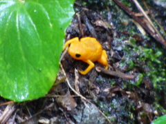 Brachycephalus ephippium