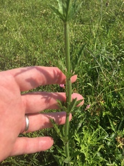 Verbena xutha