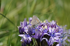 Polyommatus celina