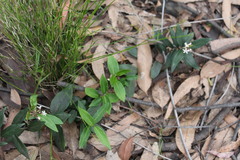 Leichhardtia suaveolens