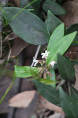 Leichhardtia suaveolens