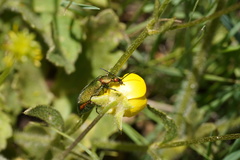 Lagorina sericea