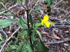 Hibbertia monticola