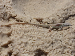 Ameivula ocellifera