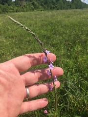 Verbena xutha