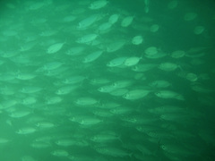 Selar crumenophthalmus