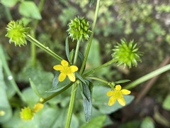 Ranunculus silerifolius
