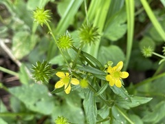 Ranunculus silerifolius