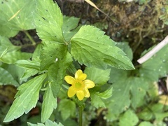 Ranunculus silerifolius