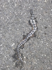 Euprepiophis mandarinus