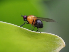 Sapromyza sciomyzina