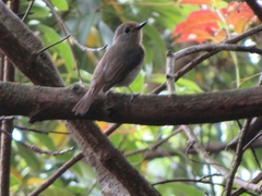 Cyornis hainanus