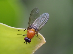 Sapromyza sciomyzina