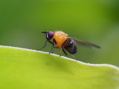 Sapromyza sciomyzina
