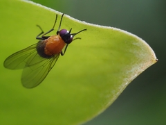 Sapromyza sciomyzina